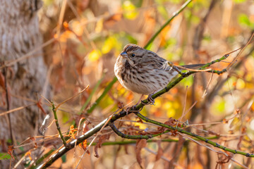 A sparrow perched on a tree branch in autumn