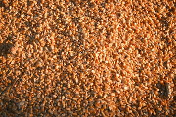 Close-up of corn kernels. Bright yellow grains, natural texture, perfect for agriculture, food, and cooking photography. Ideal for background, healthy food, and rustic still life.
