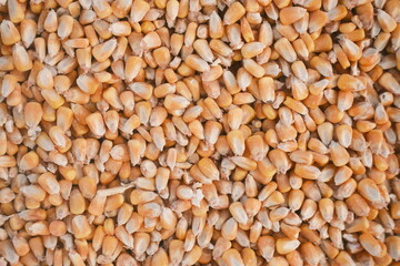 Close-up of corn kernels. Bright yellow grains, natural texture, perfect for agriculture, food, and cooking photography. Ideal for background, healthy food, and rustic still life.