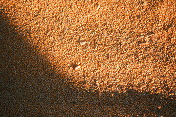 Close-up of corn kernels. Bright yellow grains, natural texture, perfect for agriculture, food, and cooking photography. Ideal for background, healthy food, and rustic still life.