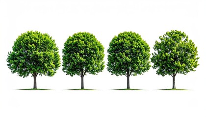 Four Green Trees with Lush Foliage in a Row on White Background Sunny Day Minimalist Nature Landscape Scene Illustration