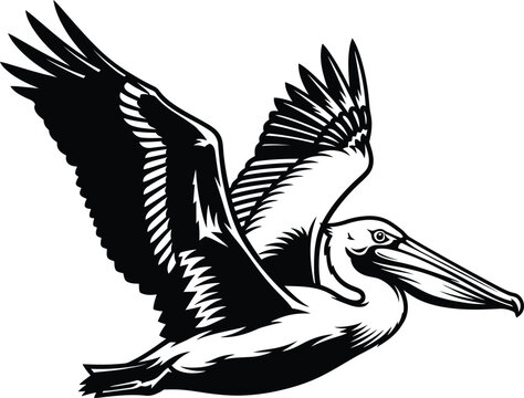 Flying pelican vector illustration seabird graphic design clip art image eps silhouette