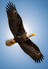 Fototapeta premium Bald Eagle Soaring Against a Bright Blue Sky