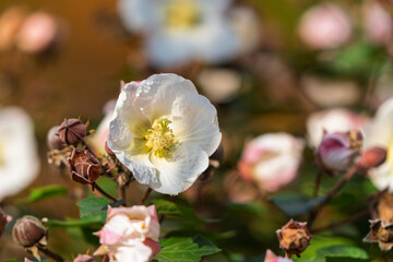 Obraz premium 秋晴れの日に咲く白い芙蓉（フヨウ）の花一輪のクローズアップ