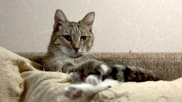 Portrait of elderly cat laying in his bed. Shallow focus.