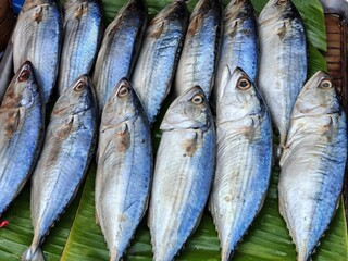 steamed mackerel display, fish market display