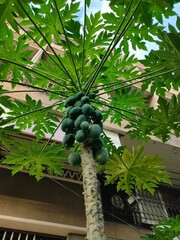 looking up at a papaya tree