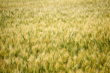 黄金色に実る美瑛の麦畑（北海道の農業風景）