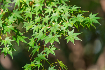 Obraz premium 夏の日差しを浴びる青もみじの葉、新緑の背景