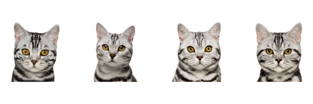Four American Shorthair Cats Portrait Set. Feline Expressions And Breed Characteristics Collection Isolated On Transparent Background