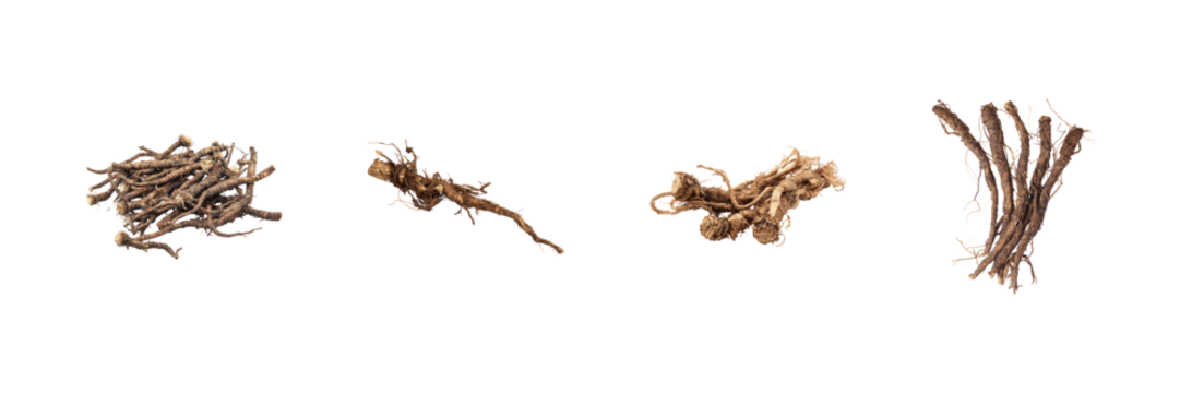 Dried Herbal Roots Collection Set. Natural Remedies And Traditional Medicine Ingredients Isolated On Transparent Background