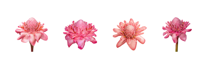Pink Torch Ginger Flowers Set. Exotic Floral Beauty And Botanical Collection Isolated On Transparent Background