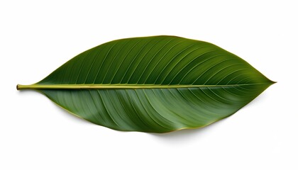 A single leaf with its large green surface prominently displayed against a plain background