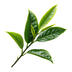 Obraz premium Fresh Tea Leaves: A close-up view of fresh green tea leaves. Showcasing the natural beauty and freshness of tea leaves, Perfect for culinary, wellness, and natural products concepts.