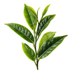 Fototapeta premium Fresh Tea Leaves: A vibrant close-up captures the delicate beauty of fresh green tea leaves, showcasing their lush texture and rich color.
