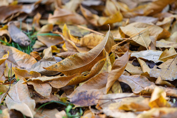 秋の地面を覆う落ち葉のクローズアップ、茶色のテクスチャ