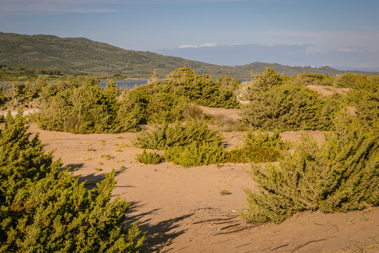 Plants on dunes over Korission Lake on the Ionian Sea shore, Corfu Island, Greece