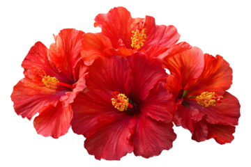 Collection set of Red hibiscus flowers isolated on transparent background