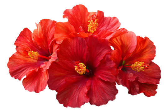 Collection set of Red hibiscus flowers isolated on transparent background