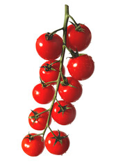 Fresh Cherry Tomatoes On A Natural Green Stem