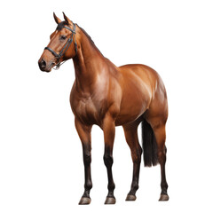 Obraz premium Majestic Stallion: A powerful brown stallion stands proudly, its sleek coat gleaming in the light, a symbol of strength and grace.