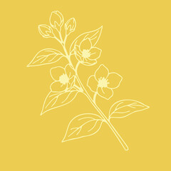 beauty-flower. Jasmine. vector. doodle. Art. Yellow