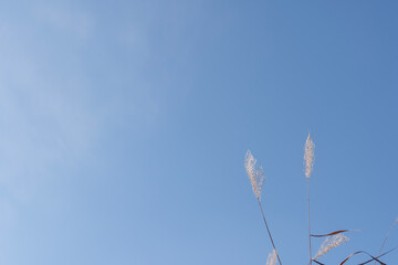 Tall silver grass sways gently against a clear blue sky.