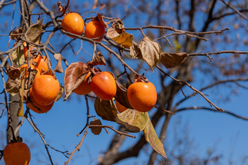 Ripe persimmons hang from bare branches under the blue sky