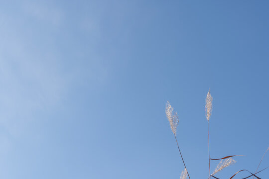 Tall silver grass sways gently against a clear blue sky.
