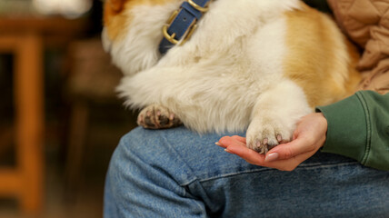 A person gently holding a dog's paw, showing love and affection