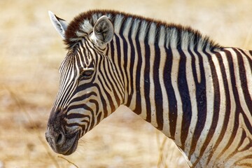 Naklejka premium Zebra Portrait