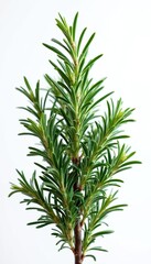Fototapeta premium Isolated rosemary bush close up on white. Green aromatic herb plant branch detailed. Rosemary is culinary spice. Herbal medicine ingredient concept studio photo in details. Food ingredient.