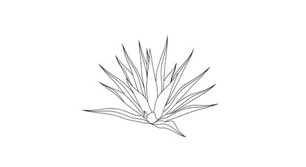 Agave plant line art vector illustration