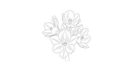 Lily amaryllis flower cluster line drawing vector illustration