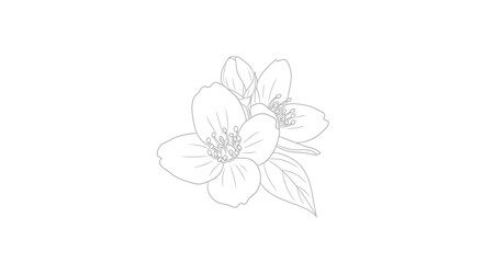 Jasmine flower cluster line drawing vector illustration