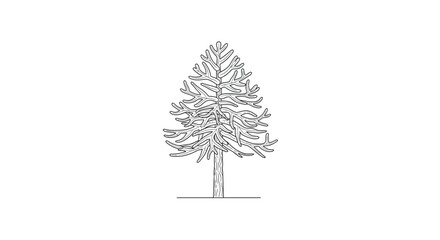 Stylized conifer tree pine spruce cedar line drawing vector illustration