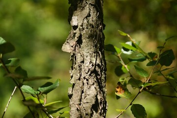 Fototapeta premium Betula chinensis, small-leaf birch with gray peeling bark and small oval leaves native to Korean mountain slopes. Photographed in Korea.