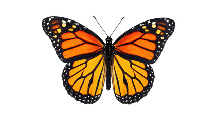 Fototapeta premium Close-up of a butterfly with orange and black wings, set against a transparent background