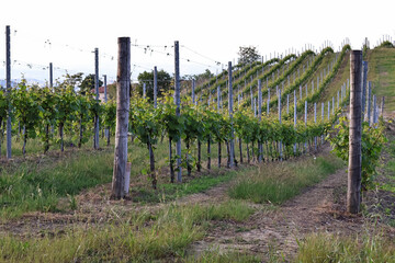 Vineyards in Piedmont, Italy, stretching over rolling green hills in summer. Lush leaves and sunlight create a peaceful rural landscape, symbolizing Italian wine culture and natural beauty.