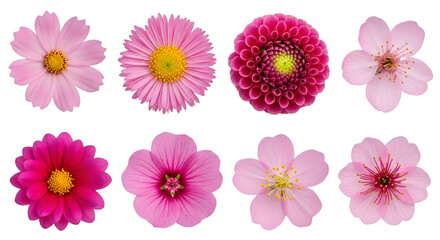 Fototapeta premium Assortment of Pink and Magenta Flowers on Black Background