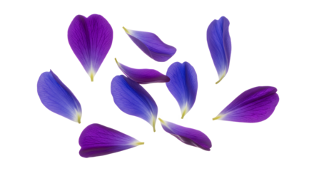 Scattered blue and purple flower petals creating a soft, elegant pattern