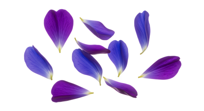 Scattered blue and purple flower petals creating a soft, elegant pattern