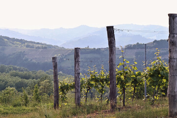 Vineyards in Piedmont, Italy, stretching over rolling green hills in summer. Lush leaves and sunlight create a peaceful rural landscape, symbolizing Italian wine culture and natural beauty.