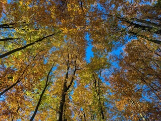 Autumn Canopy Embrace: A breathtaking view of the treetops, their vibrant autumn leaves ablaze with color, reaching towards a clear, azure sky