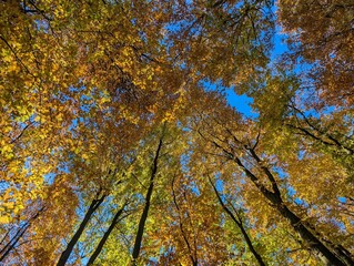 Autumn Canopy: A breathtaking panorama unfolds as vibrant autumn leaves paint the sky, forming a mesmerizing canopy overhead against a backdrop of azure blue.