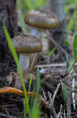Brown fungi near a tree trunk