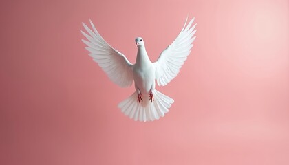 White dove flies with spread wings on soft pink background. Bird of peace glides upward symbol of hope calm serenity. Elegant avian creature floats gracefully in air. Gentle motion captures spirit.