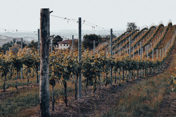 Vineyards in Piedmont, Italy, stretching over rolling green hills in summer. Lush leaves and sunlight create a peaceful rural landscape, symbolizing Italian wine culture and natural beauty.