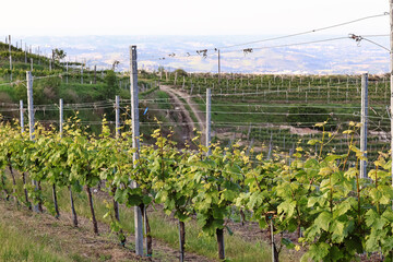 Vineyards in Piedmont, Italy, stretching over rolling green hills in summer. Lush leaves and sunlight create a peaceful rural landscape, symbolizing Italian wine culture and natural beauty.