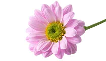 Close-up of a pink chrysanthemum flower with a yellow center against a black backdrop